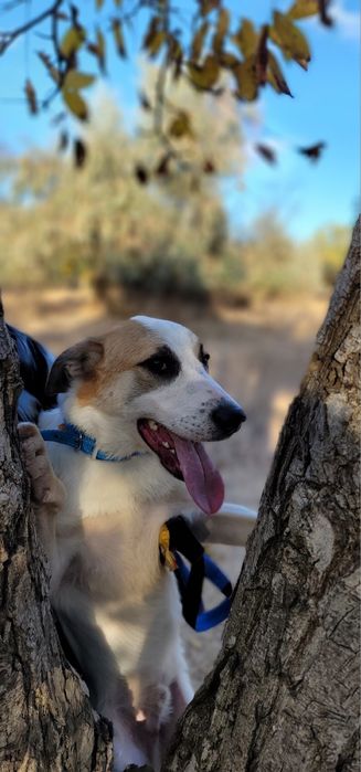 Бесплатно в добрые руки