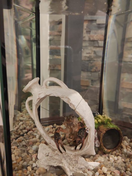 Aquário (sem o lagostim)