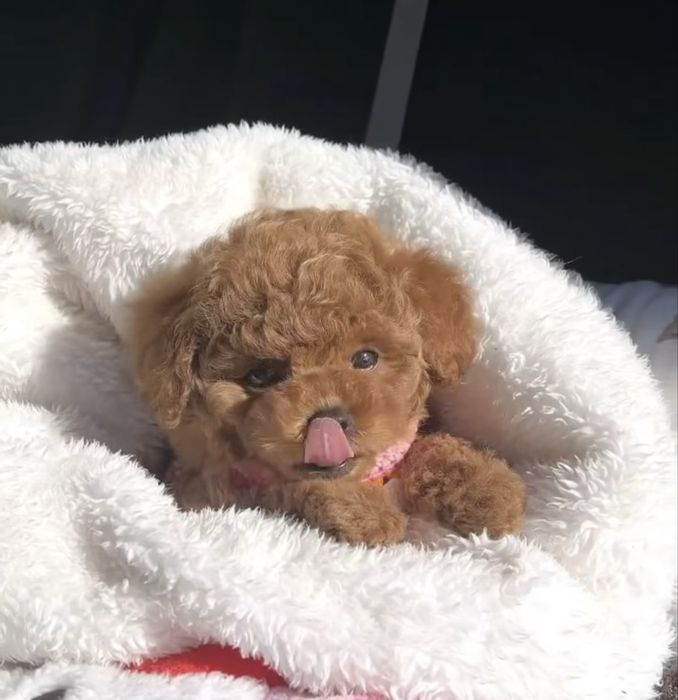 Caniche Toy menino