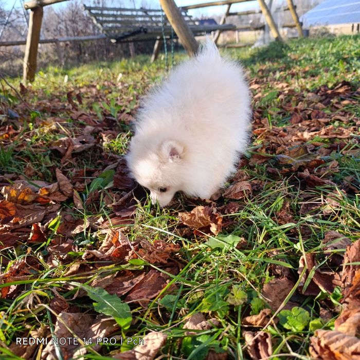 Szpic miniaturowy.Tylko dla Ciebie . Wyjątkowy pomeranian.