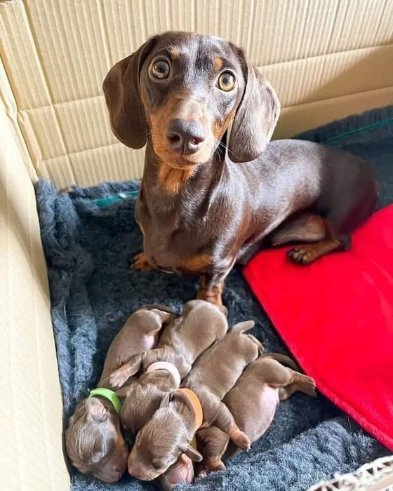 Шоколадні міні таксята з доставкою за кордон