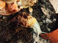 Ślimaki afrykańskie , Lissachatina reticulata albino