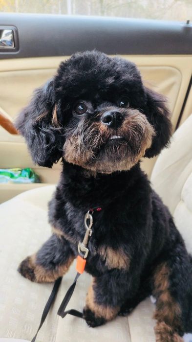 SHIHPOO śliczny chłopczyk