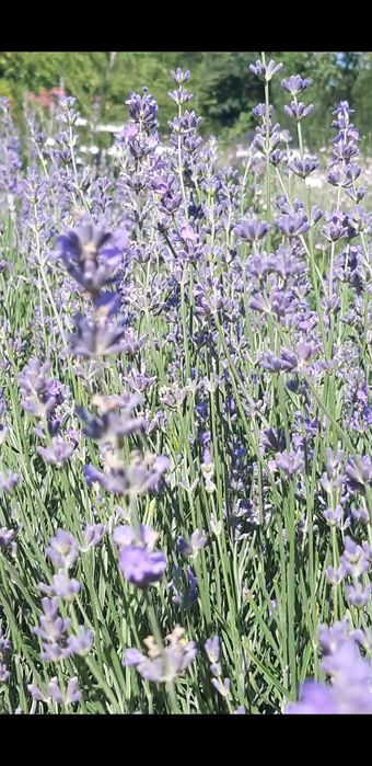 Лаванда англійська вузьколиста