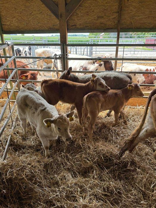 Byki mieszańce i mięsne odsadki