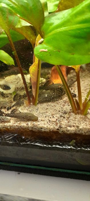 Sprzedam glonojady pospolite