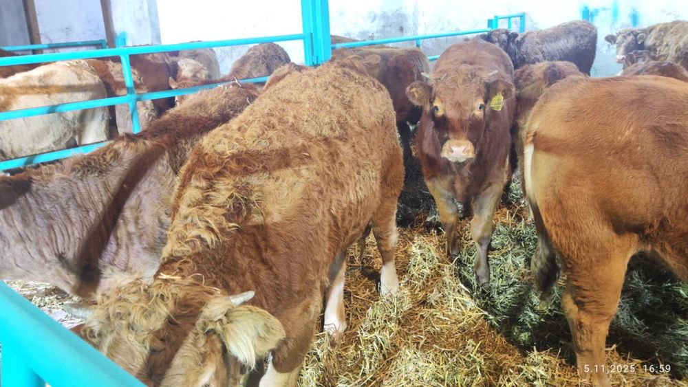 Odsadki mięsne LM/CH