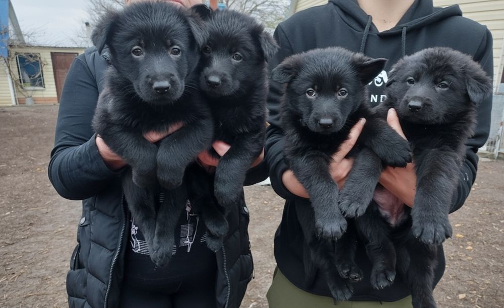 Продам чистокровних цуценят німецької вівчарки