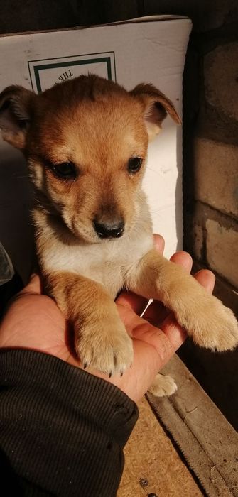 Отдам в хорошие руки