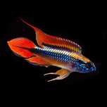 Apistogramma Agassizii Super Red