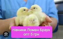 Добові півники петушки циплята курчата суточні