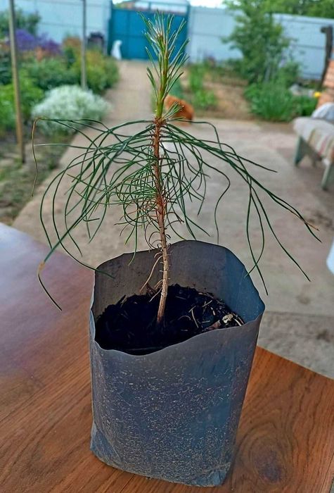 Сосна черная японская Тунберга