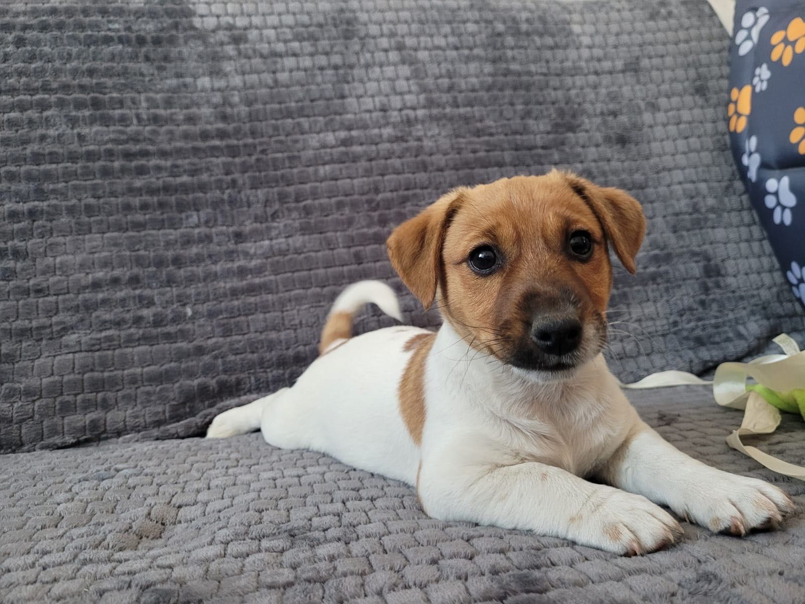 Jack Russell Terrier piesek Axel