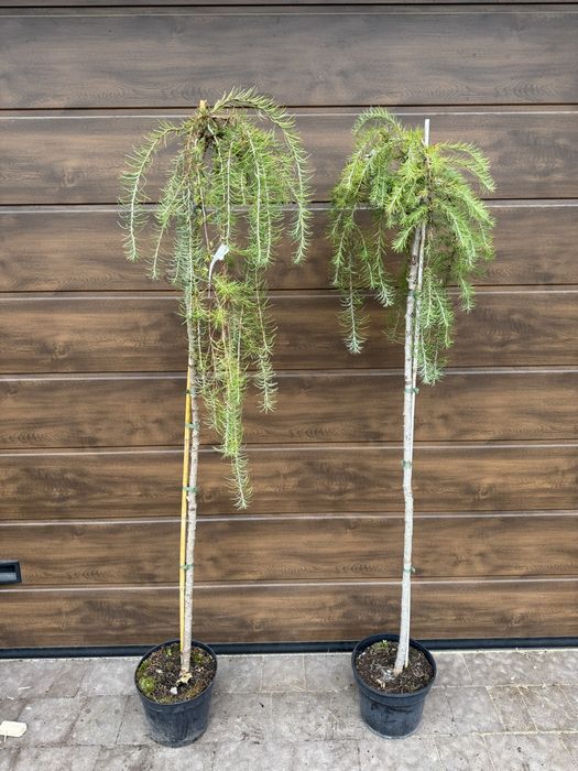 Модрина Larix Stiff Weeper Pendula Krejci Globus American Pie