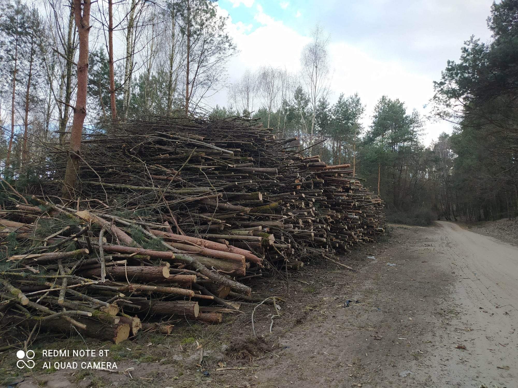 Wycinki lasów samosiejek rekultywacja