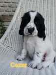 Cocker spaniel angielski piesek biało czarny