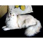Piękna kotka rasy Maine Coon - Fife/FPL