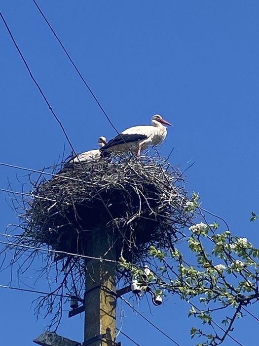 Продам будинок в с. Доротище, від власника