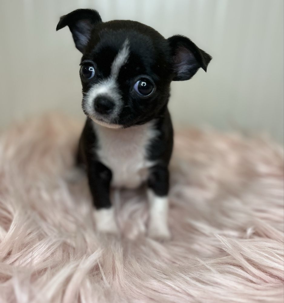 Chihuahua Femea  Pelo Curto