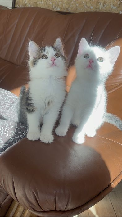 Подарую миленьких котиків, щоб приносили вам радість