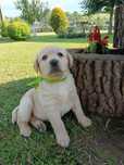Labrador Retriever szczeniak maści biszkoptowej