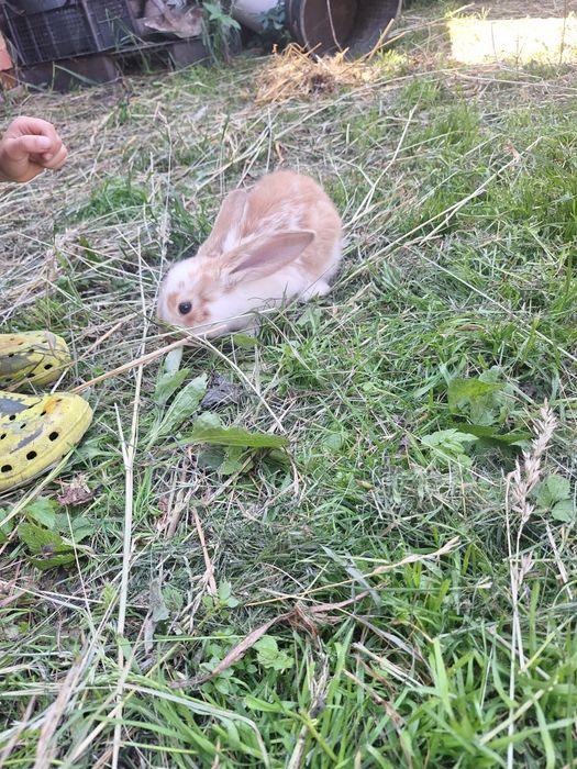 Sprzedam kroliki mięsne