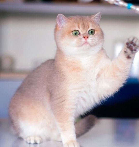 Британська кішечка BRI ay 11.Документи  WCF