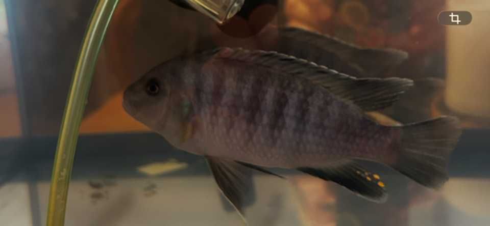 Aulonocara Electric Blue