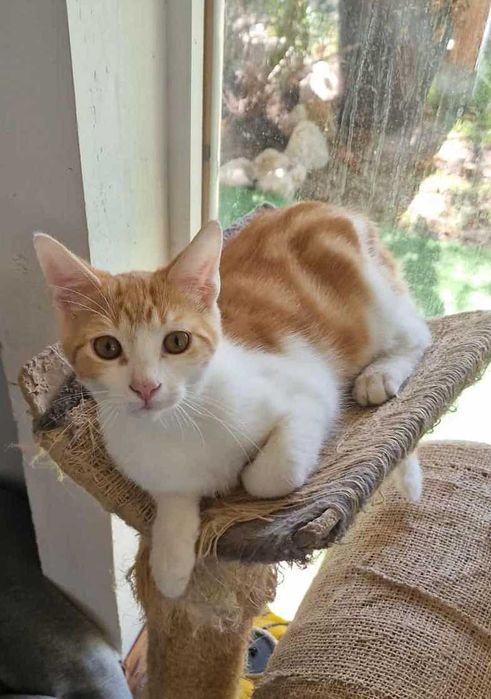 MENINO 3 (Macho, 3 Meses) Para Adoção