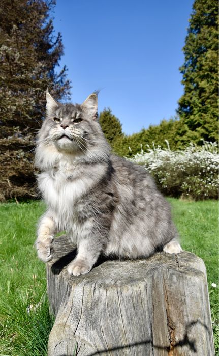 Hodowla kotów Maine Coon, Felis Polonia/FPL