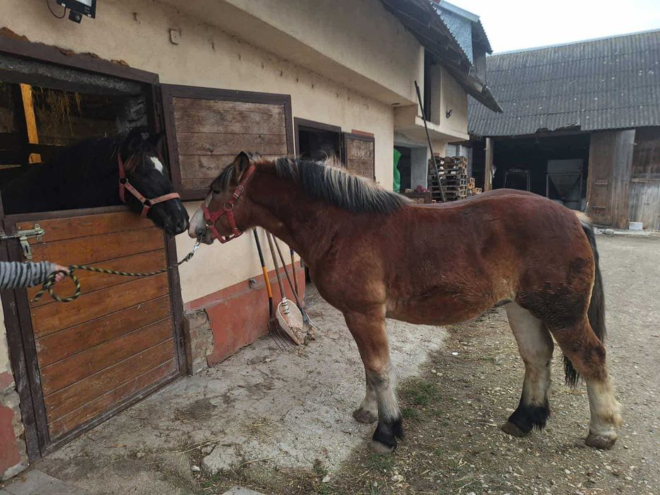 Sprzedam ogierka zimnokrwistego