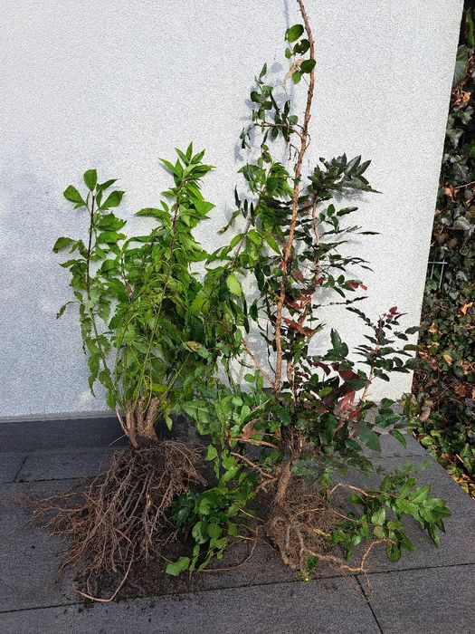 Forsycja + mahonia bardzo duże sadzonki