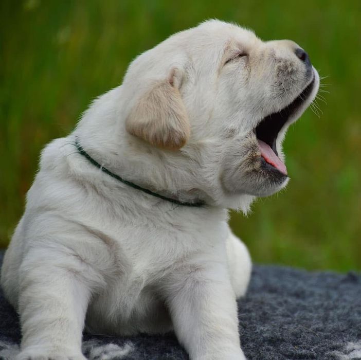 Цуценята для тих хто обирає якість! Лабрадор ретривер