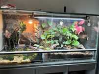 Scynki krokodylowe z terrarium tropikalnym