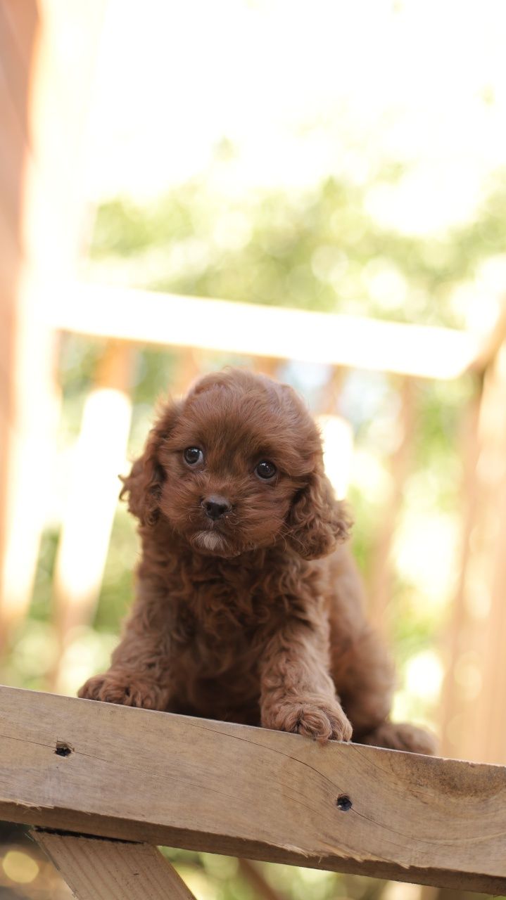 Cavapoo śliczna suczka