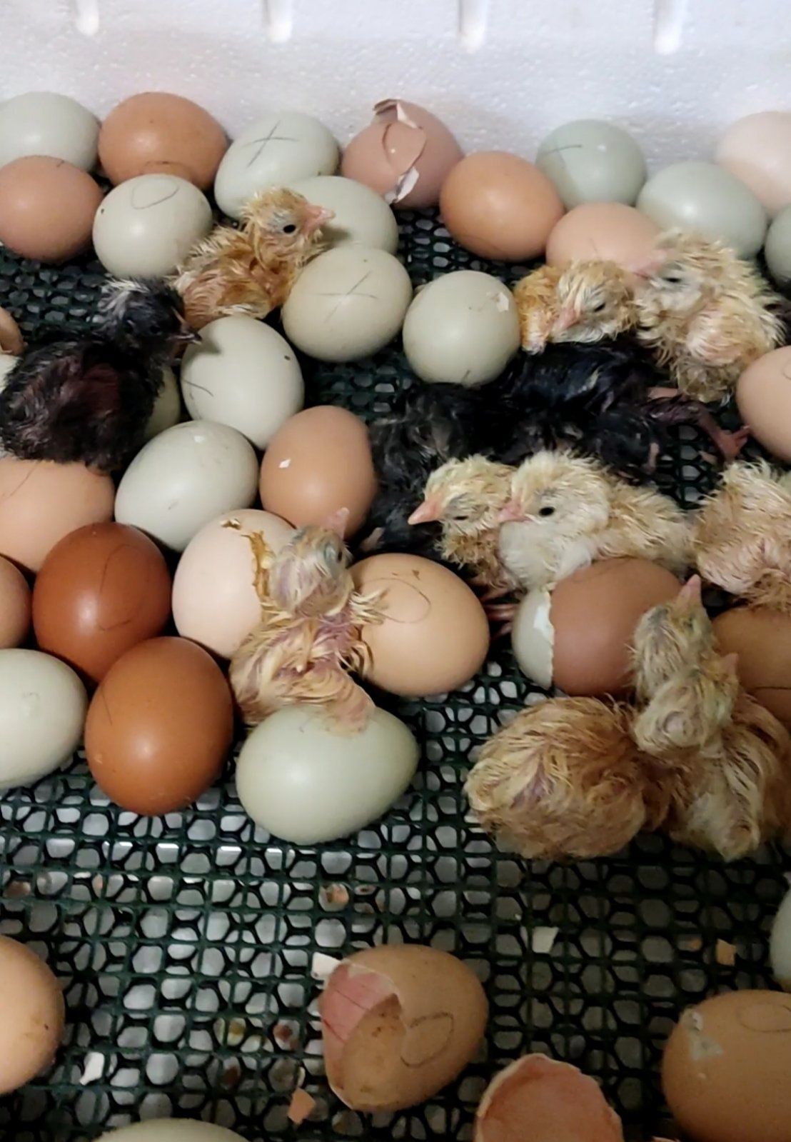 Опт мясо-яичные инкубационные яйца, доставка по Украине