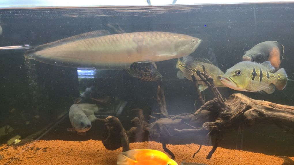 Arowana BLACK exemplar unico 45/50cm
