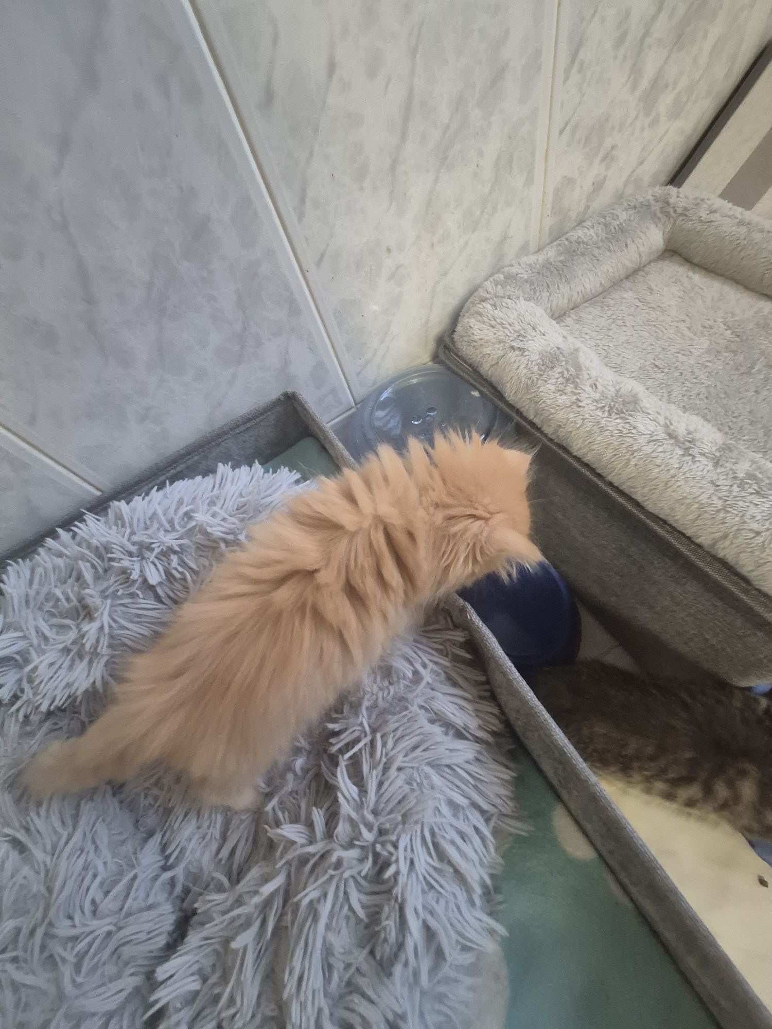 Menina/o persa laranja
