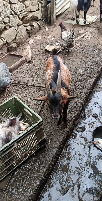 Cabritos e cabritas para vender