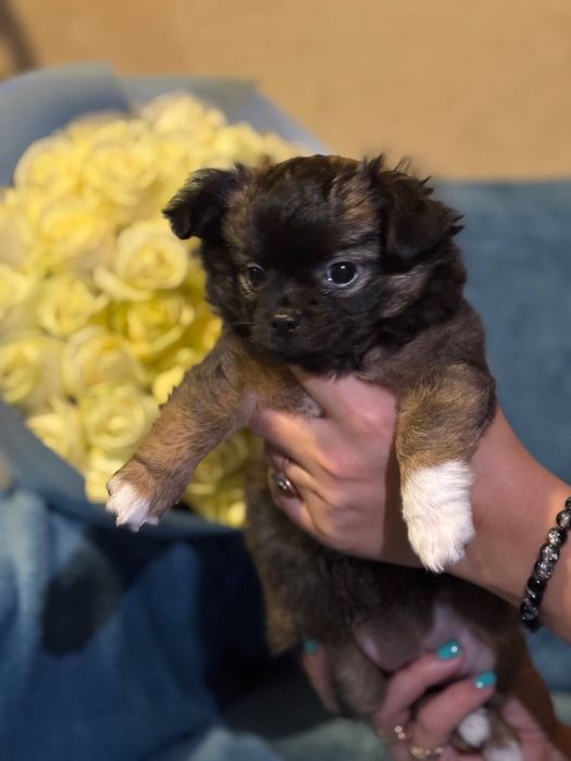 Чистокровна довгошерсна чіхуахуа