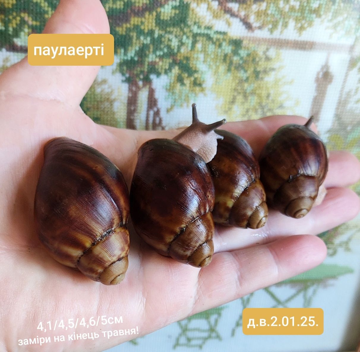 Архахатіна Паулаерті, равликі. Улитки.