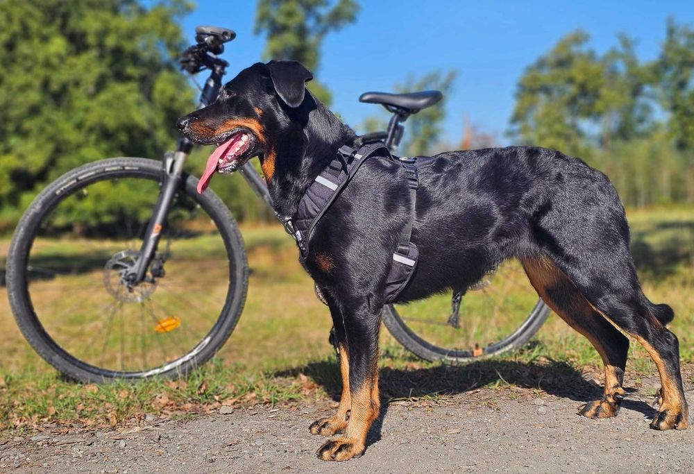 Beauceron Owczarek Francuski FCI szczenięta