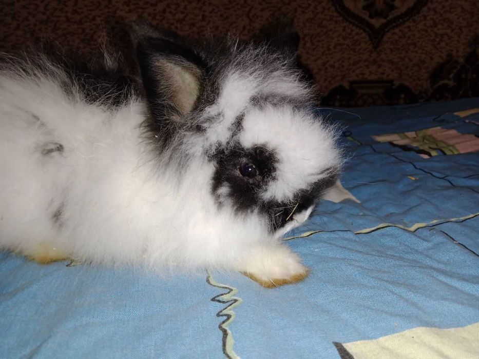 продам пухнастих  кроликів