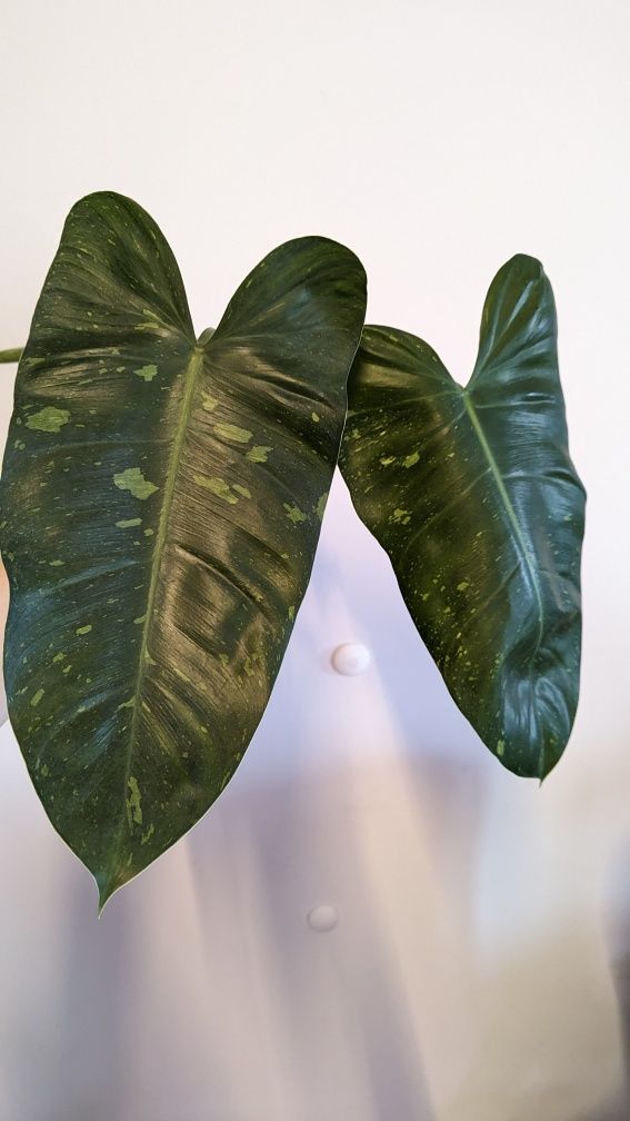 Philodendron Jose buono