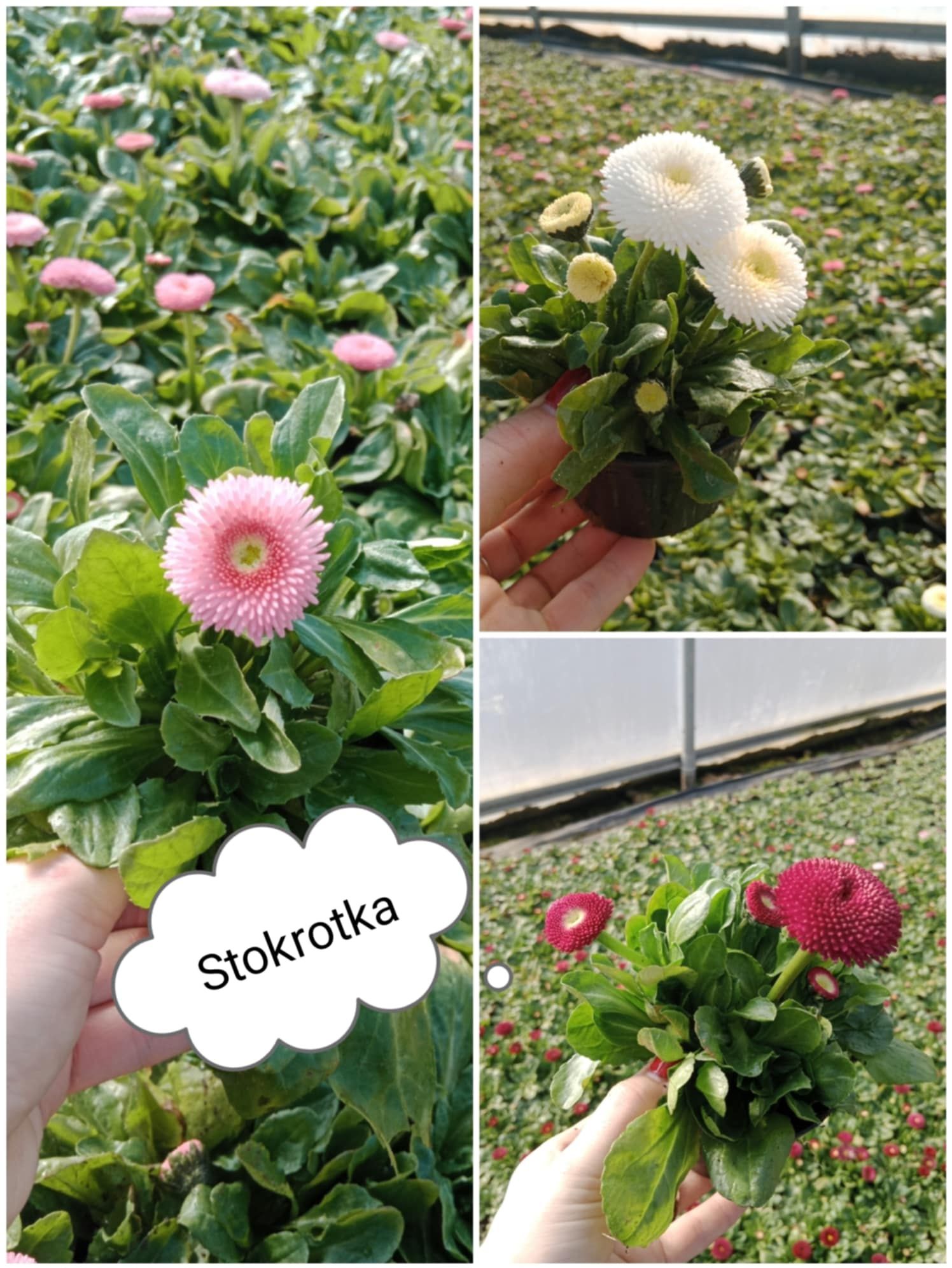 Sadzonki rabarbaru lider W doniczkach 9cm roślina wieloletnia