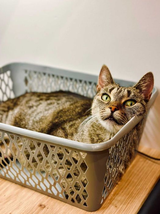 Pyszna Szarlotka tak domowa i słodka to kotka.