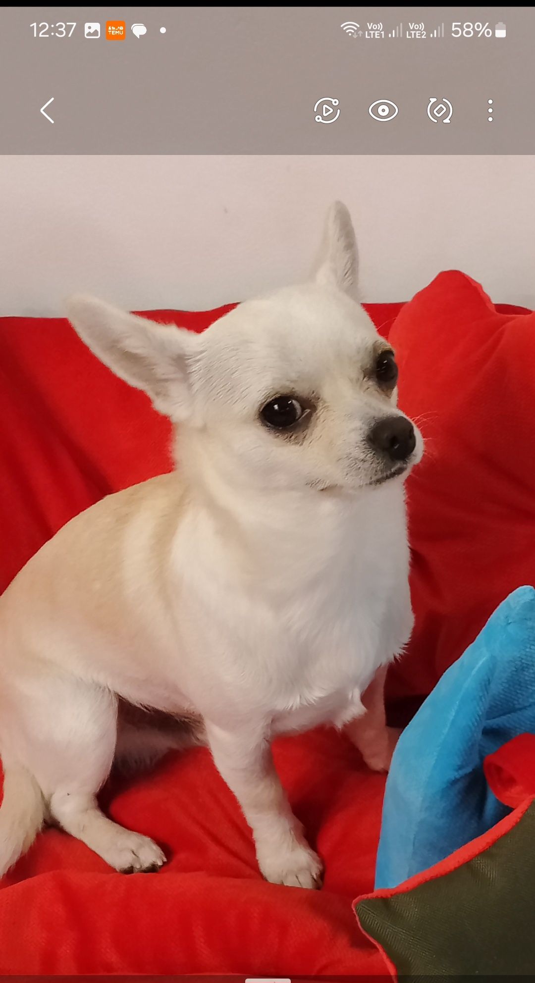 Krycie chihuahua