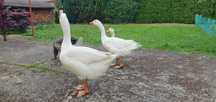 Gęsi Landess  gęś kaczka pekin