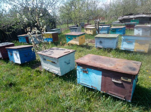 Продаються бджолосім'ї з матками