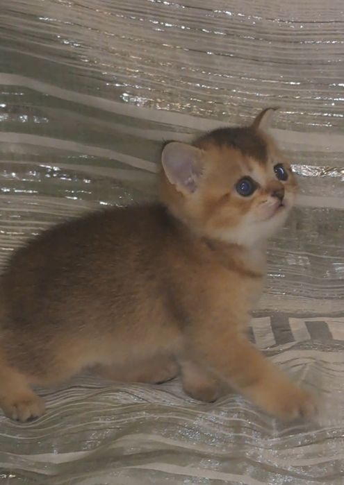 Чистокровні золоті шиншили